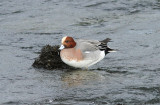 Eurasian Wigeon, Blsand, Anas penelope