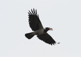 Hooded Crow, Gråkråka, Corvus cornix