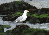 Herring Gull, Gråtrut, Larus argentatus argenteus