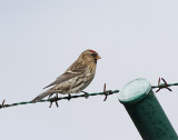 Common Redpoll, Gråsiska, Carduelis flammea