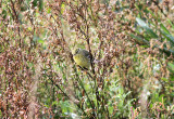 Blackpoll Warbler, Vitkindad skogssångare, Dendroica striata
