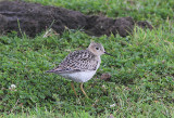 Buff-breasted Sandpiper, Prarielopare, Calidirs subruficollis