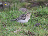 Buff-breasted Sandpiper, Prarielopare, Calidirs subruficollis