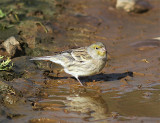Atlantic Canary, Kanariesiska, Serinus canaria