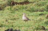 Eurasian Dotterel, Fjällpipare, Charadrius morinellus
