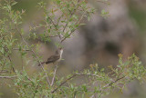 Upcher's Warbler, Orientsångare, Hippolais languida