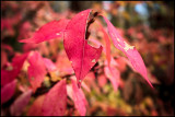_MG_8875A_web.jpg