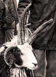 Jacobs Ram