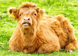 Highland Calf