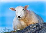 Wooly Jumper