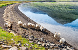 Sheep School