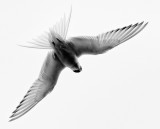 Artic Tern  (Sterna paradisaea)