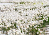 Bog Cotton (Eriophorum angustifolium)