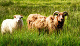 Viking Sheep