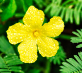 Yellow Flower