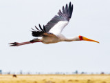 Yellow-Billed Stork