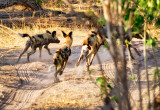 The Chase