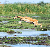 Flying Impala