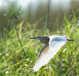 Squacco Heron (Ardeola ralloides)