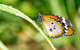 African Monarch (Danaus chrysippus)