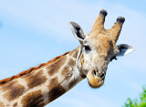 South African Giraffe (Giraffa camelopardalis giraffa)