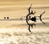 Flooded Burren Bush