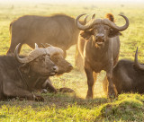 Cape Buffalo