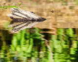 Shoreside Reflections