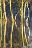 Flooded Riverbank