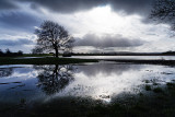 Flooded Fields