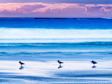 Oystercatchers