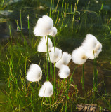 Bog Cotton (Eriophorum angustifolium)