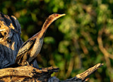 Cormorant