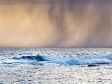 Surfing the Dream