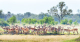 Impala Herd - on alert