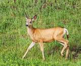 Blacktail Deer (Odocoileus Columbianus)