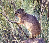 Rock Hyrax (Procavia capensis)
