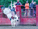 Bull Snot