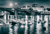 Swans Galore