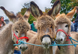 Donkey Foals for Sale