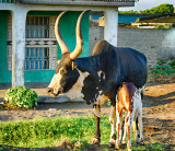 Ankole Cow