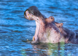 Open Wide