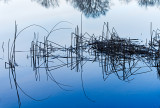 Reed Reflections