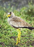 African Wattled Lapwing (Vanellus senegallus)