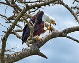 Fish Eagle - Juvenile