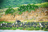 Buffalo Among Birds