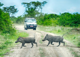 Warthog Crossing