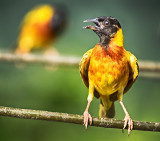 Black-headed Weaver (Ploceus melanocephalus)