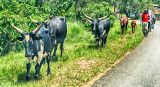 Roadside Procession