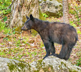 Black Bear